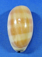Lyncina leviathan bouteti